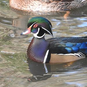 Wood Duck