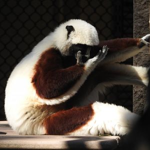 Coquerel's Sifaka
