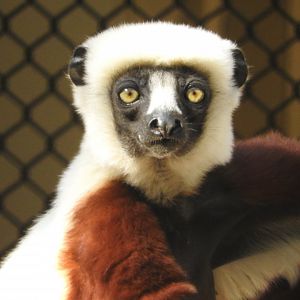 Coquerel's Sifaka