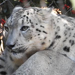 Snow Leopard