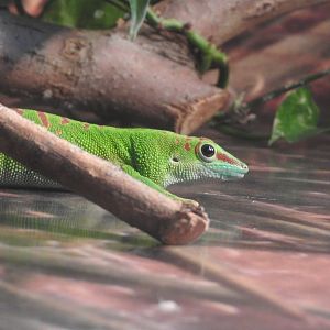 Madagascar Giant Day Gecko