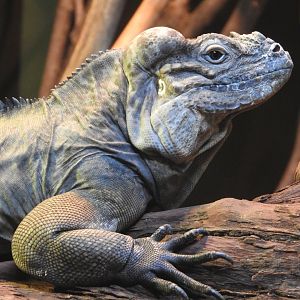 Rhinoceros Iguana