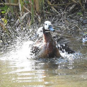White-faced Whistling Ducks