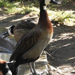 White-faced Whistling Duck