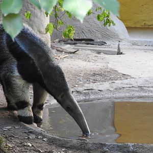 Giant Anteater