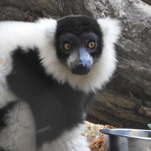 Black & White Ruffed Lemur