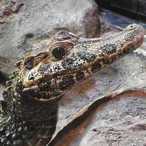 Smooth-fronted Caiman