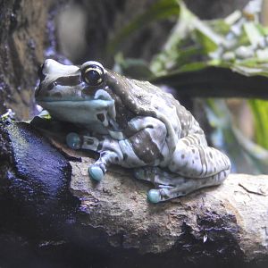 Amazon Milk Frog
