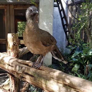 Plain Chachalaca