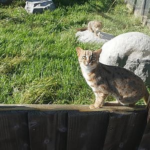 Protective Rusty Spotted Cat Mum
