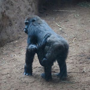 Western Lowland Gorilla