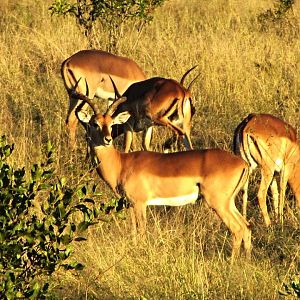 Common Impala