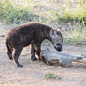 Spotted Hyena Cub