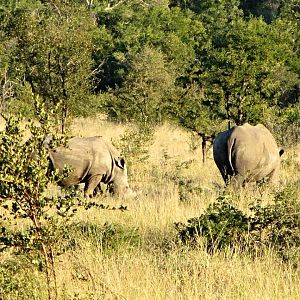 Southern White Rhinoceros Cow and Calf
