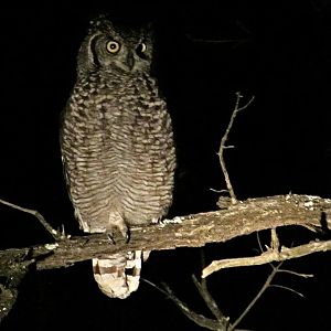 Spotted Eagle-owl