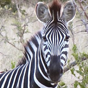 Chapman's Zebra