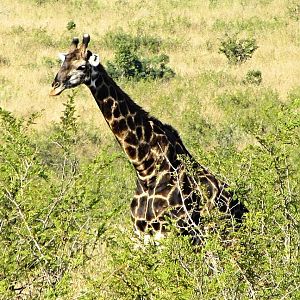 Cape Giraffe Bull