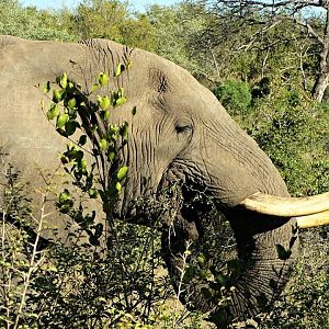 African Bush Elephant