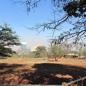 Southern White Rhino/Burchell's Zebra Yard
