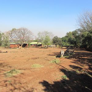 Southern White Rhino/Burchell's Zebra Yard