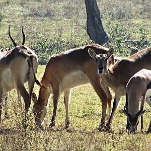Kafue Flats Lechwe, South African Springbok, and Blesbok
