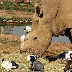 Southern White Rhinoceros