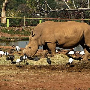 Southern White Rhinoceros