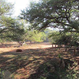 Large Mixed Species Yard