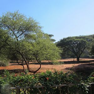 Large Mixed Species Yard