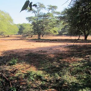 Large Mixed Species Yard