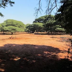 Large Mixed Species Yard