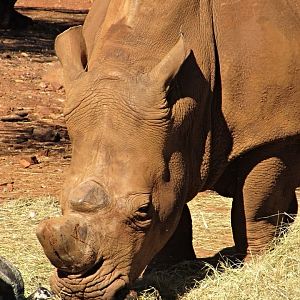 Southern White Rhinoceros