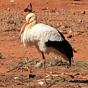 European White Stork