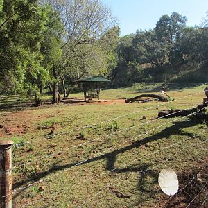 Kafue Flats Lechwe Yard