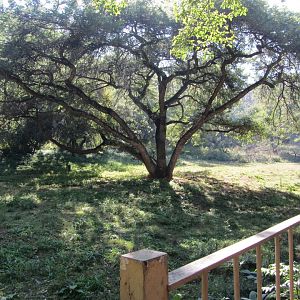 Kafue Flats Lechwe Yard