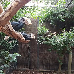 Aviary Silvery-cheeked hornbill