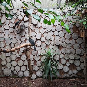 Aviary Sulawesi tarictic hornbill