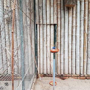 Aviary Rose-bellied bunting