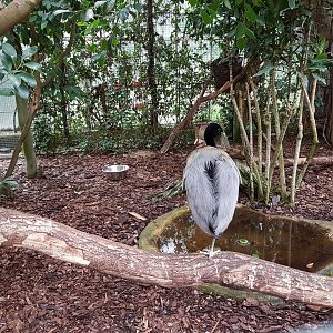Aviary Grey-winged trumpeter