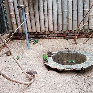 Quail - dove- parakeet - finch aviary