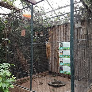 Quail - dove - parakeet - finch aviary
