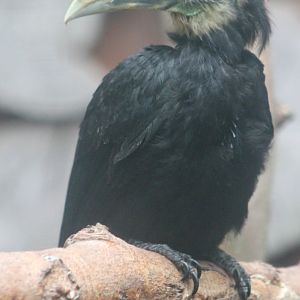 Young Sulawesi tarictic hornbill