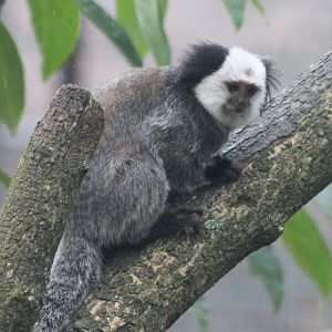 White-faced marmoset