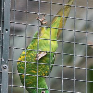 Scaly-breasted lorikeet
