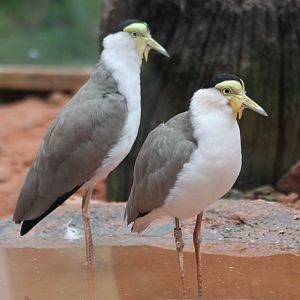 Masked lapwings