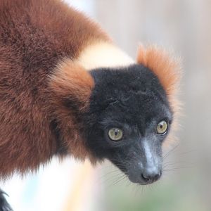 Red ruffed lemur