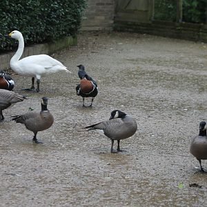 Swan, goose, crane .... and a Jackdaw