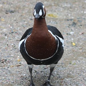 Red-breasted goose