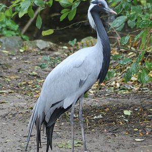 Demoiselle crane