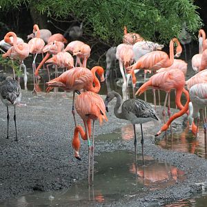 Cuban flamingos with chicks